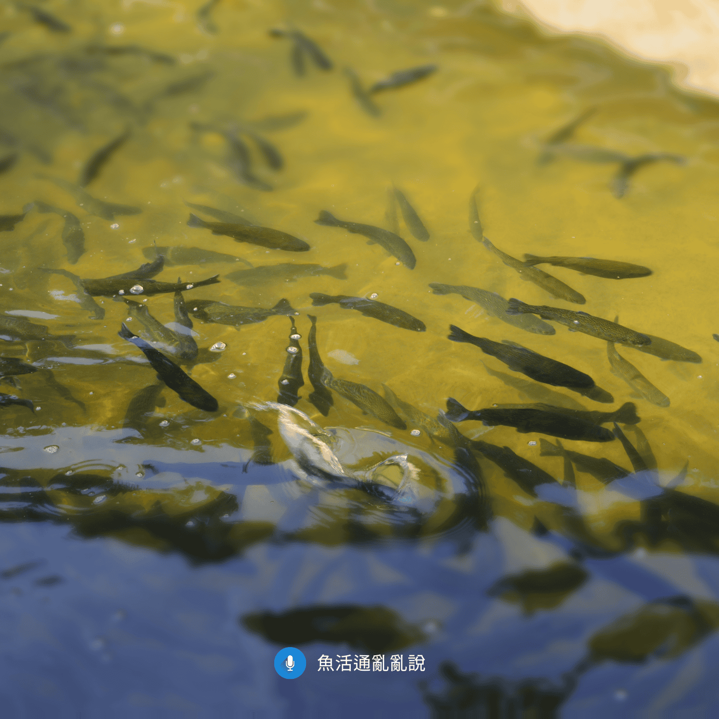 魚病注意報-37- 梅雨退場、菌潮登場,夏日炎炎的 2025 年 6 月結報! 魚病注意報-37- 梅雨退場、菌潮登場,夏日炎炎的 2025 年 6 月結報!