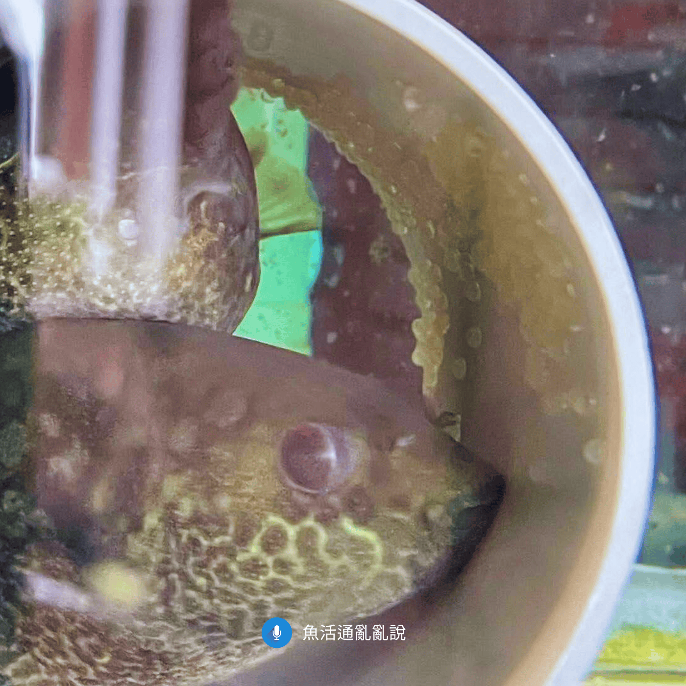 【魚繁殖=幸福嗎?】破解「魚快樂」迷思:如何用繁殖行為與卵質卵量看出照護品質! 【魚繁殖=幸福嗎?】破解「魚快樂」迷思:如何用繁殖行為與卵質卵量看出照護品質!