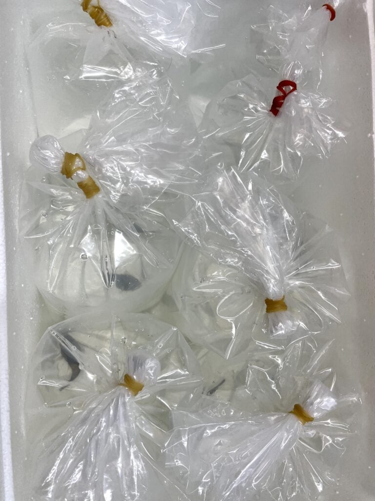 你買魚我幫顧