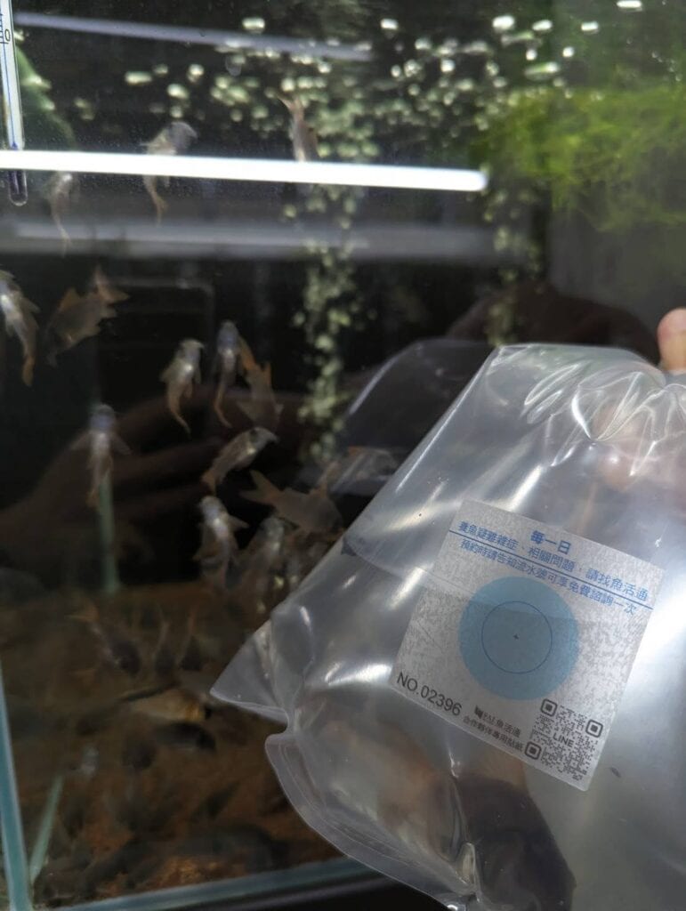 你買魚我幫顧