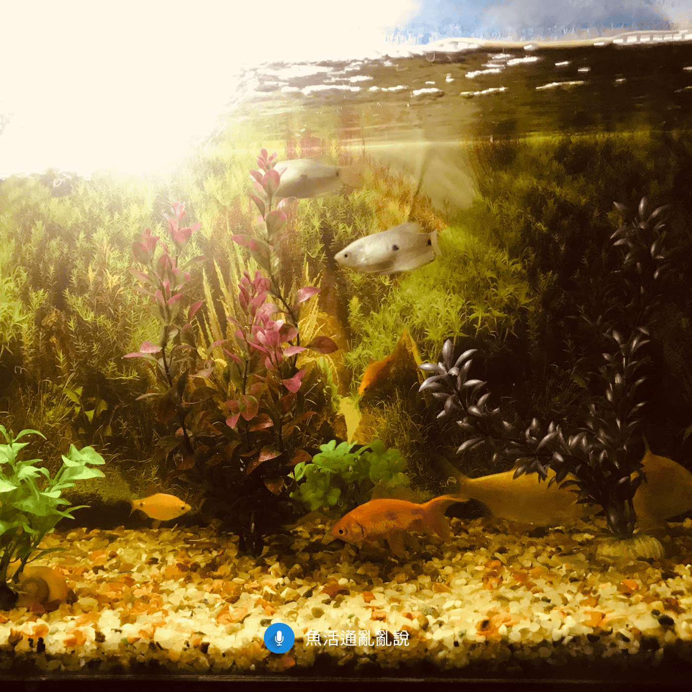 NO3 正常也會倒缸？水族飼主常見十大盲點與逐一排查法！