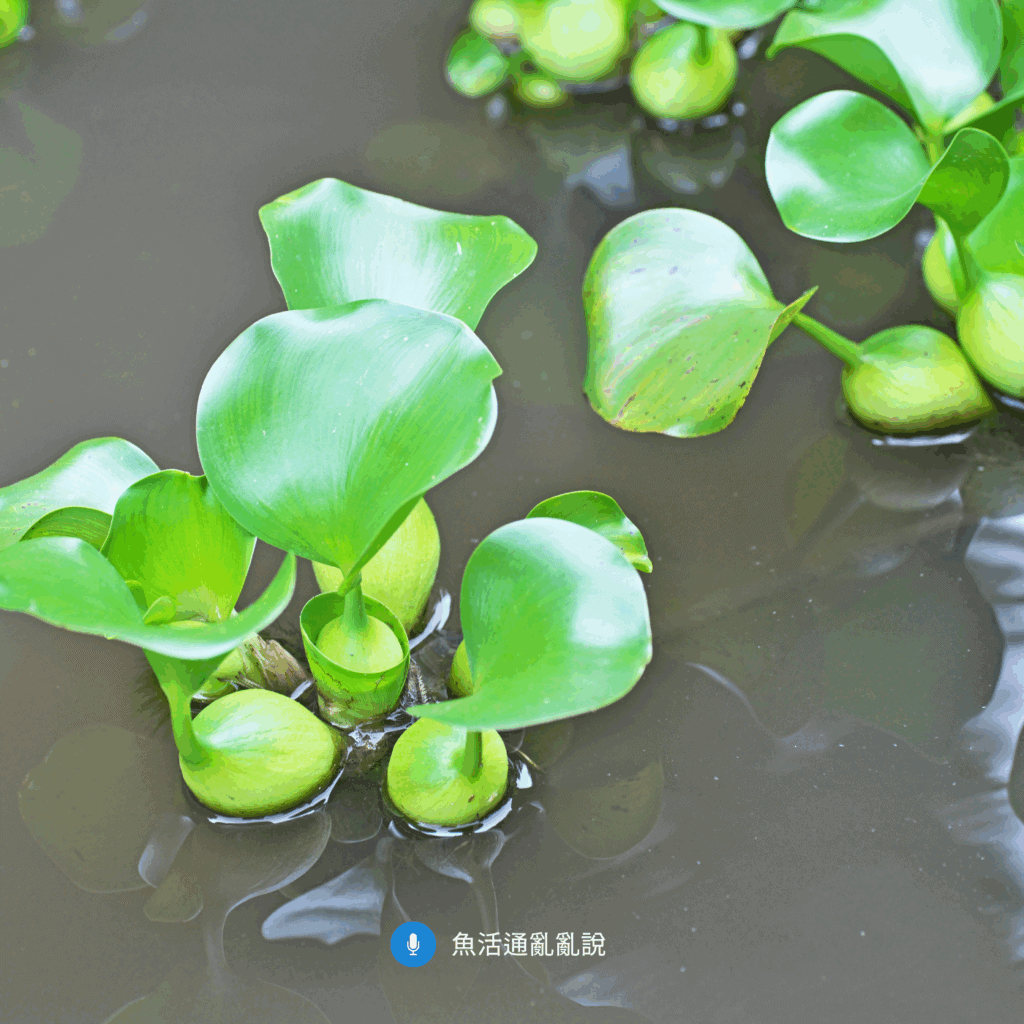 魚病注意報-39 2025年8月魚病注意報