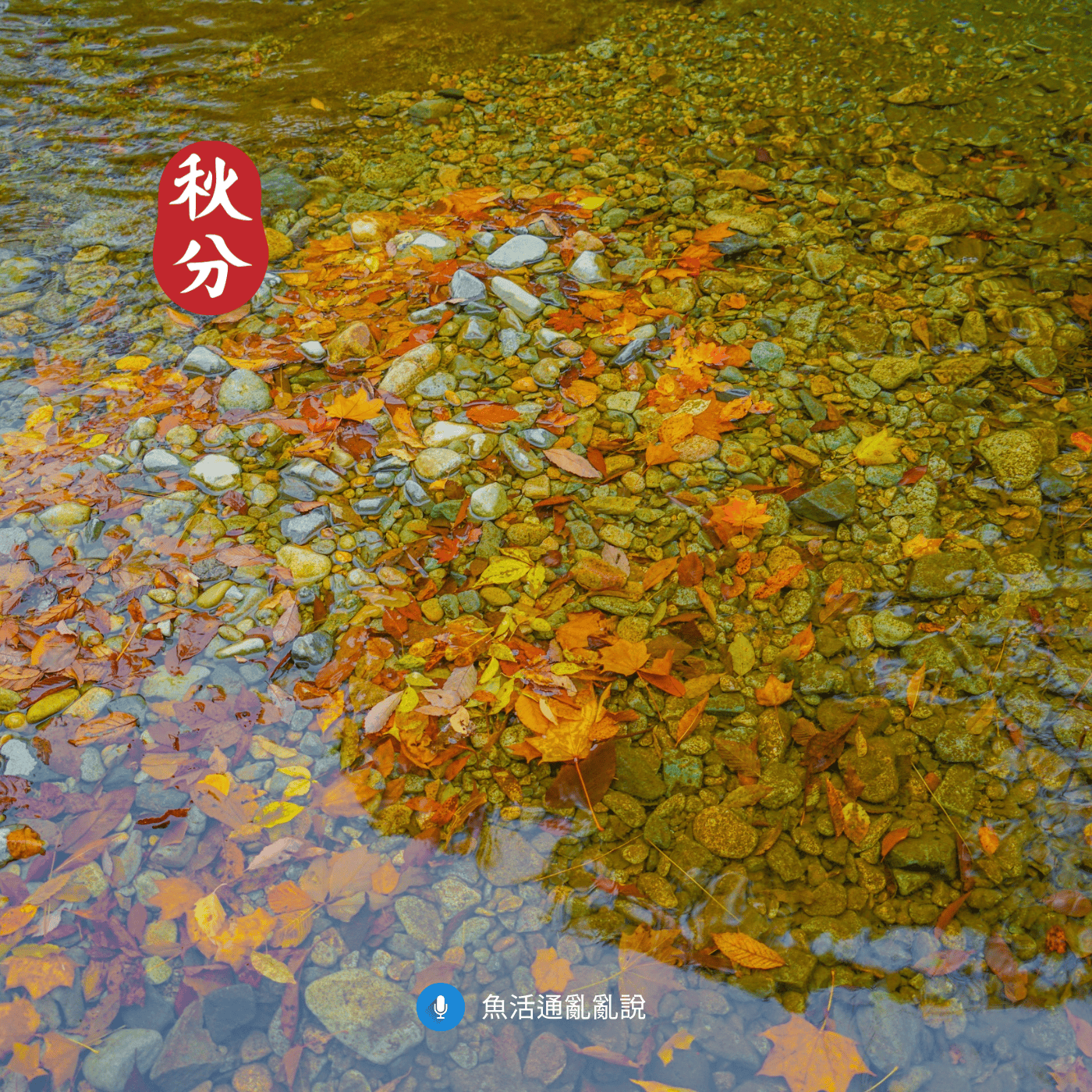 菌膜換班、原蟲抬頭：關於秋分到中秋的常見魚病與穩缸對策