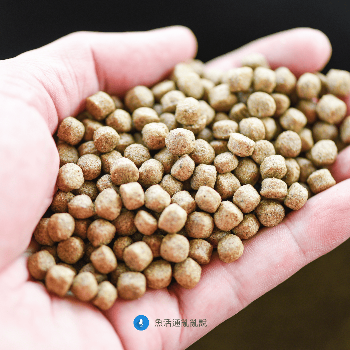 ChatGPT 說： 飼料比生餌更髒？從「吃進去到拉出來」一次搞清楚水質汙染的真相！