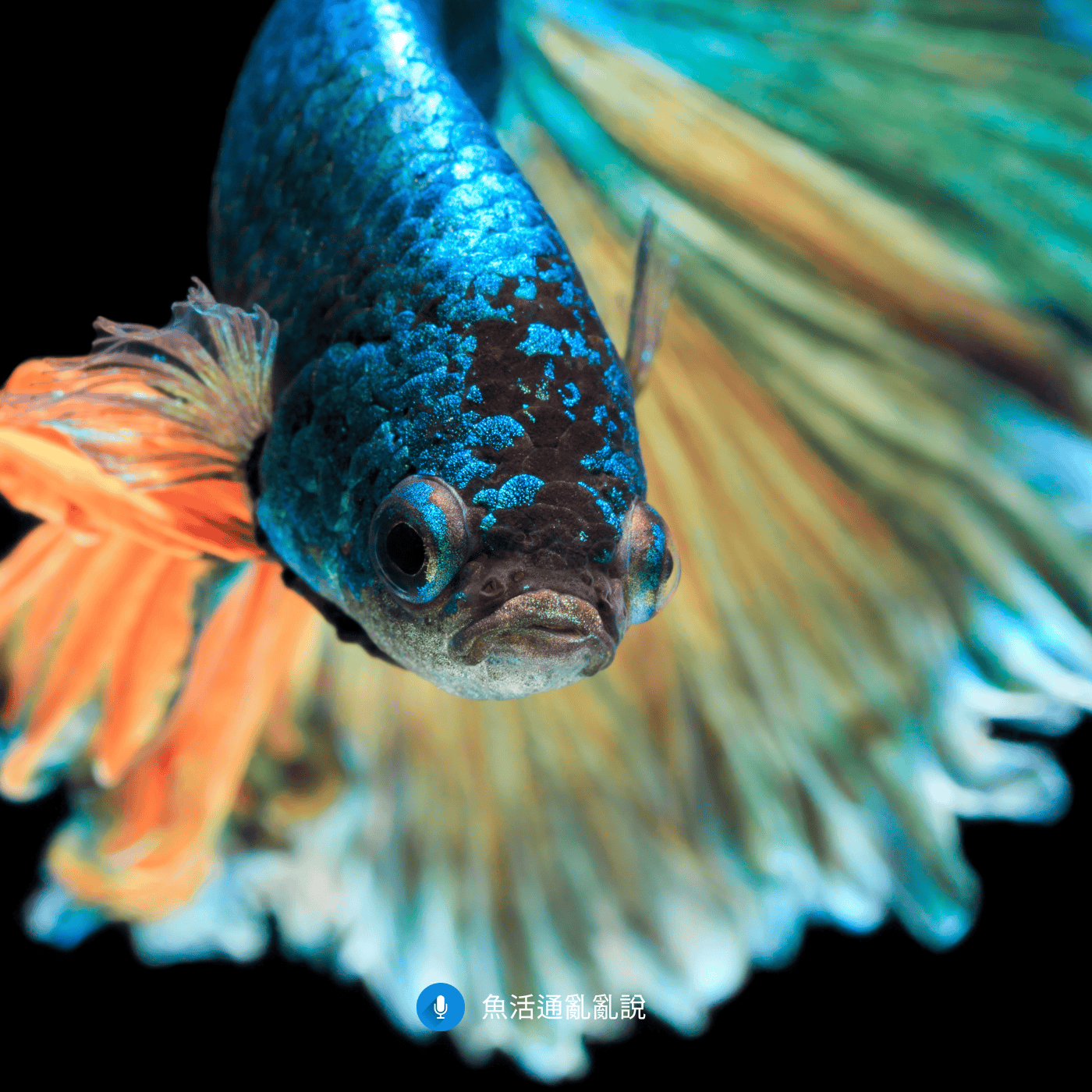 養鬥魚的水流和造景？切莫過度追求動物福利，最終變成動物free