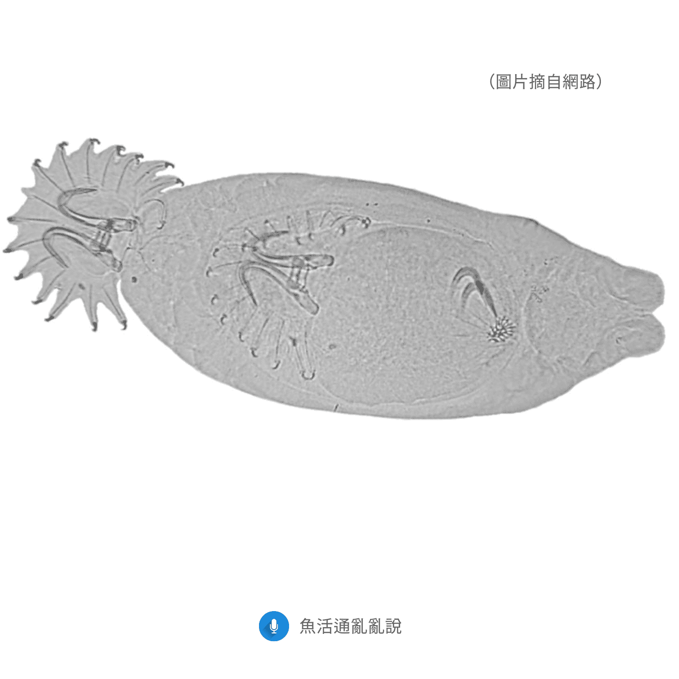 鼠魚感染三代蟲怎麼一直反覆發生？現在起別再亂加東西：從旺季盛行率、抗藥性到「正確處理邏輯」一次講清楚！