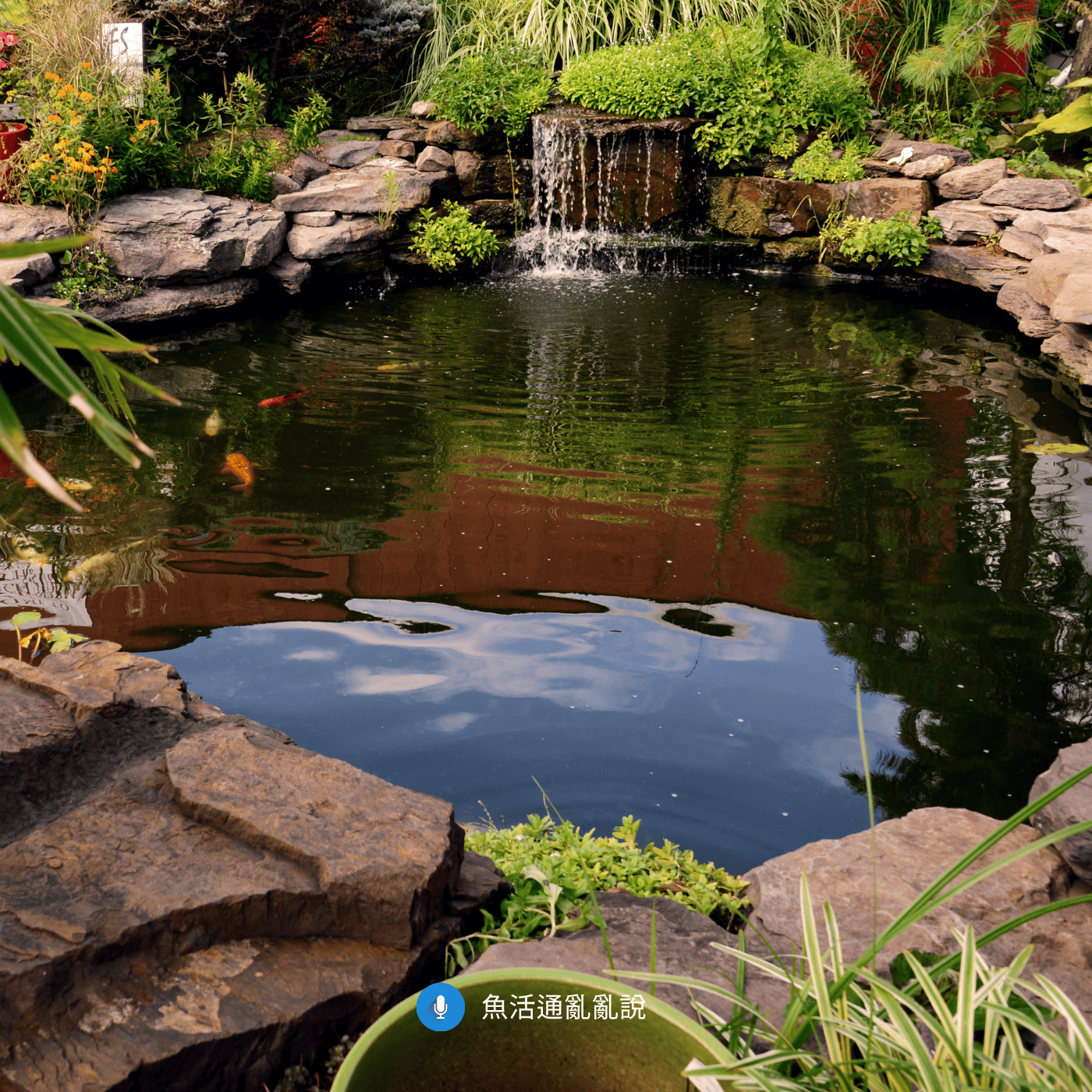 魚病注意報 -44- 冬末轉春訊號—原蟲退潮、細菌抬頭與 2 月操作預警 魚病注意報 -44- 冬末轉春訊號—原蟲退潮、細菌抬頭與 2 月操作預警