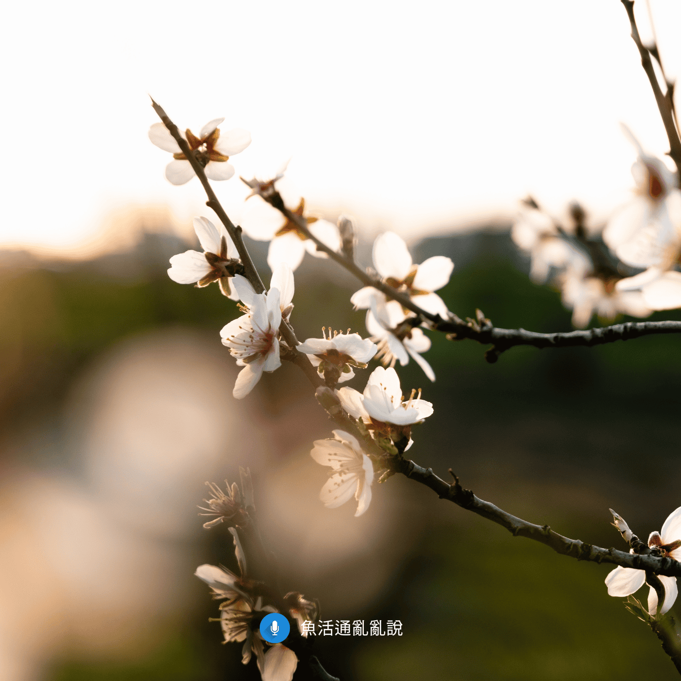 魚病注意報 -45- 春季穩定但病原多元,3月倒春寒+病毒季怎麼守住魚缸 魚病注意報 -45- 春季穩定但病原多元,3月倒春寒+病毒季怎麼守住魚缸