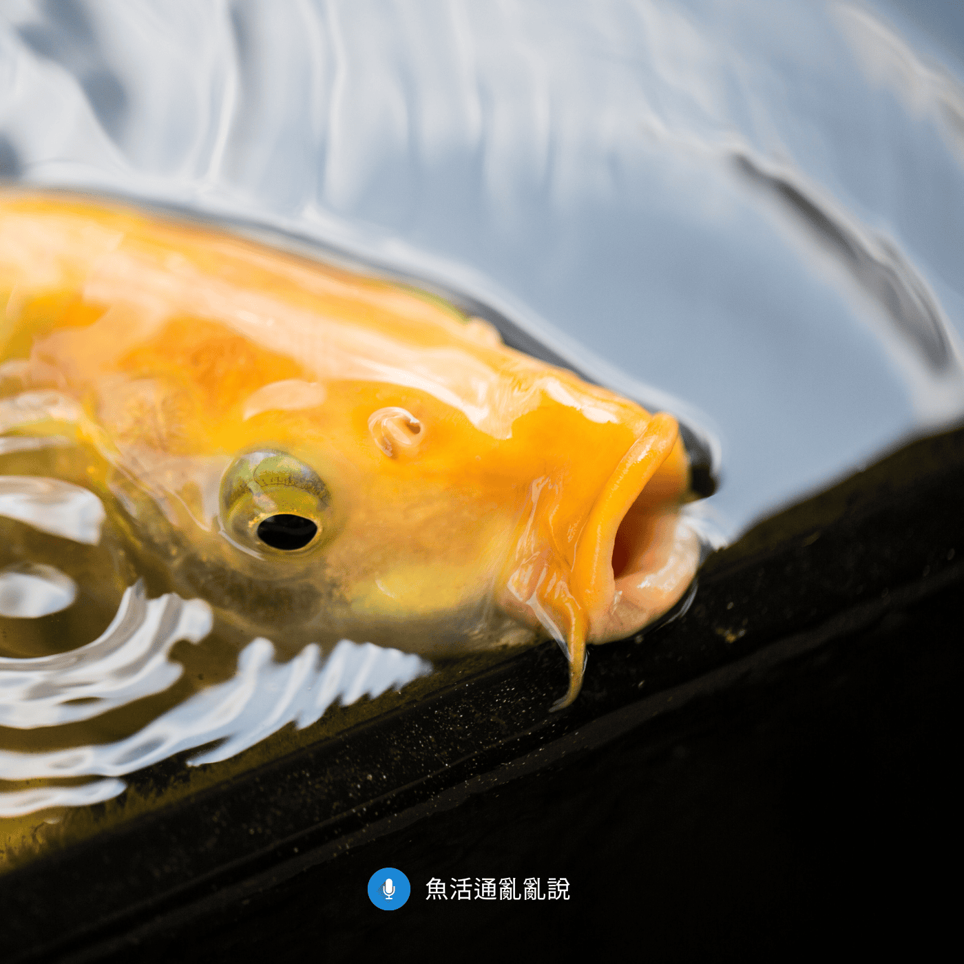 大量換水後魚在喘，代表水有毒嗎？一次看懂換水、水傷、馴化與操水的判斷邏輯