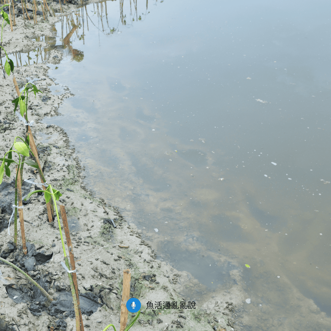 底泥 3～4 公分厚就能免換水？反硝化作用、硝酸鹽與營養鹽的真相
