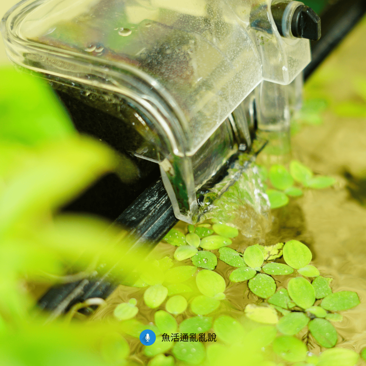 外掛過濾器真的夠用嗎?破解新手魚缸水濁倒缸迷思與水族館的商業漏斗! 外掛過濾器真的夠用嗎?破解新手魚缸水濁倒缸迷思與水族館的商業漏斗!