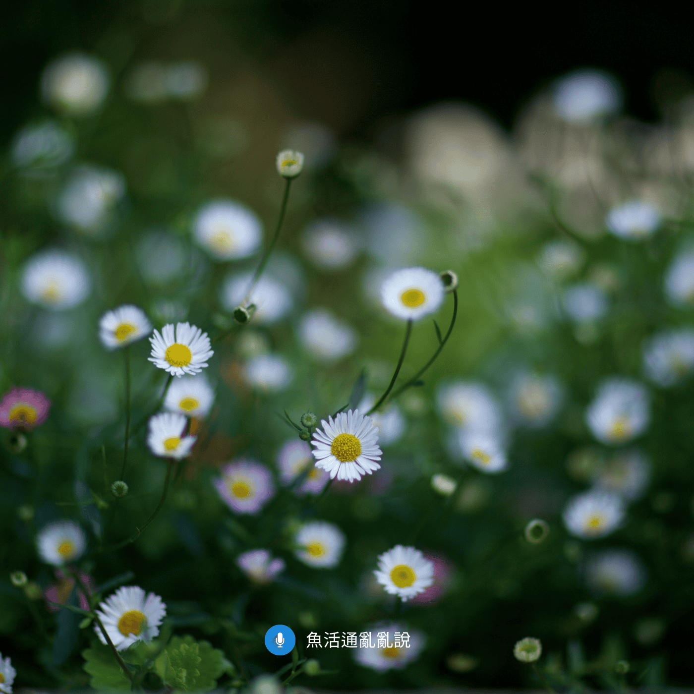 魚病注意報-47- 梅雨季魚缸為什麼頻繁出事？2026年4月魚病案例實錄與5月預警完整解析