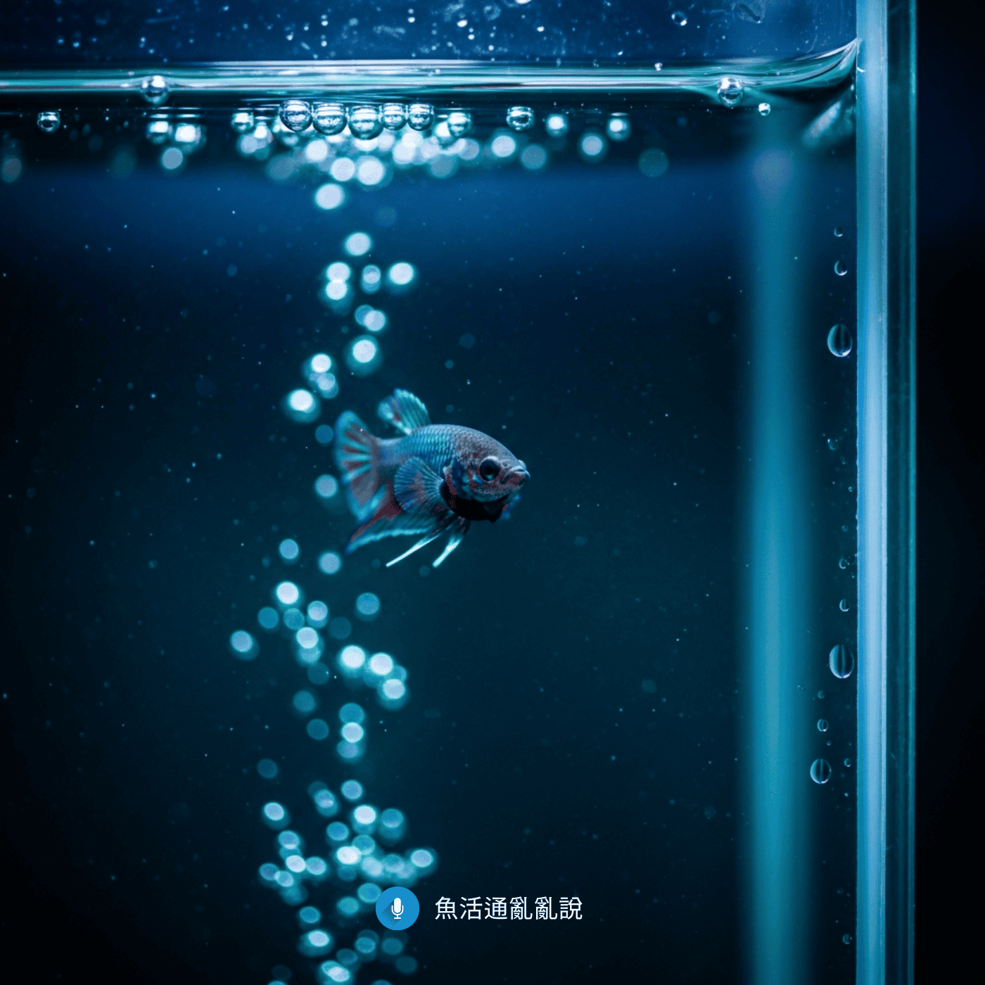 新魚入缸後48小時內死亡怎麼辦？氨中毒判讀與入缸SOP完整攻略