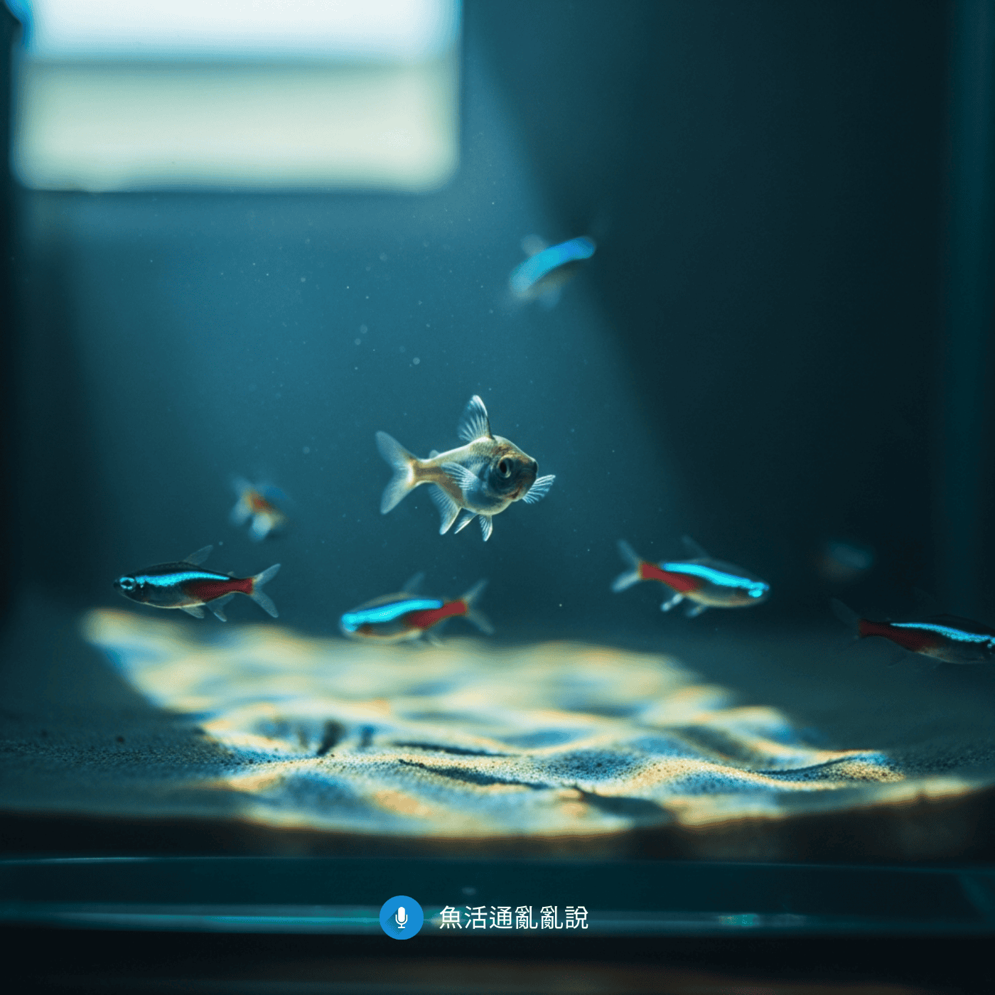 魚怪怪的該怎麼辦？原蟲、腹水、淋巴囊腫病毒三大觀賞魚病症初步辨識與正確處置SOP