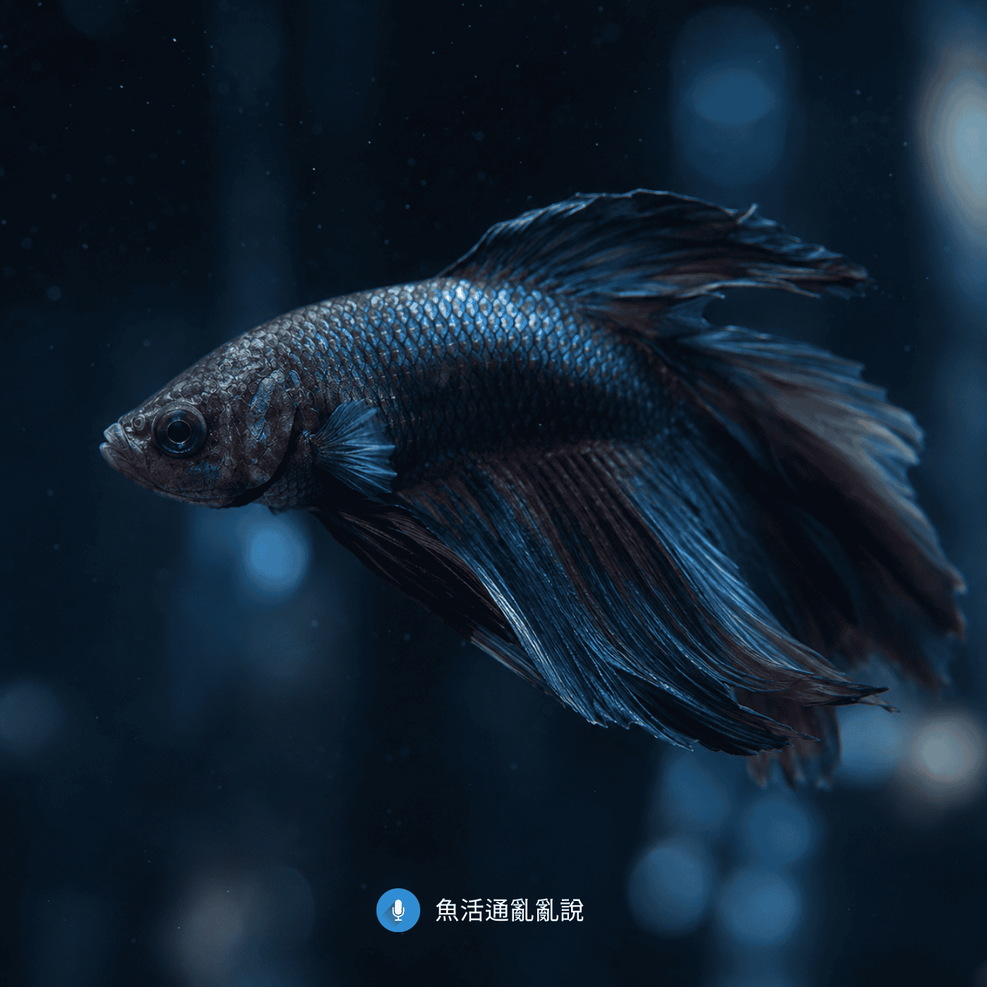 魚突然死亡前的7個沉默訊號:飼主每天看一分鐘就能發現的求救行為清單 魚突然死亡前的7個沉默訊號:飼主每天看一分鐘就能發現的求救行為清單