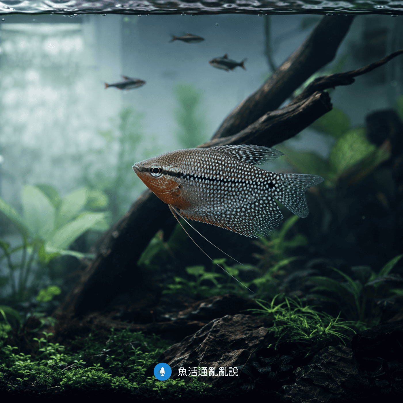 梅雨季換水為什麼會讓魚突然生病?水質穩定劑的四大保護機制與正確操作時序完整解析 梅雨季換水為什麼會讓魚突然生病?水質穩定劑的四大保護機制與正確操作時序完整解析