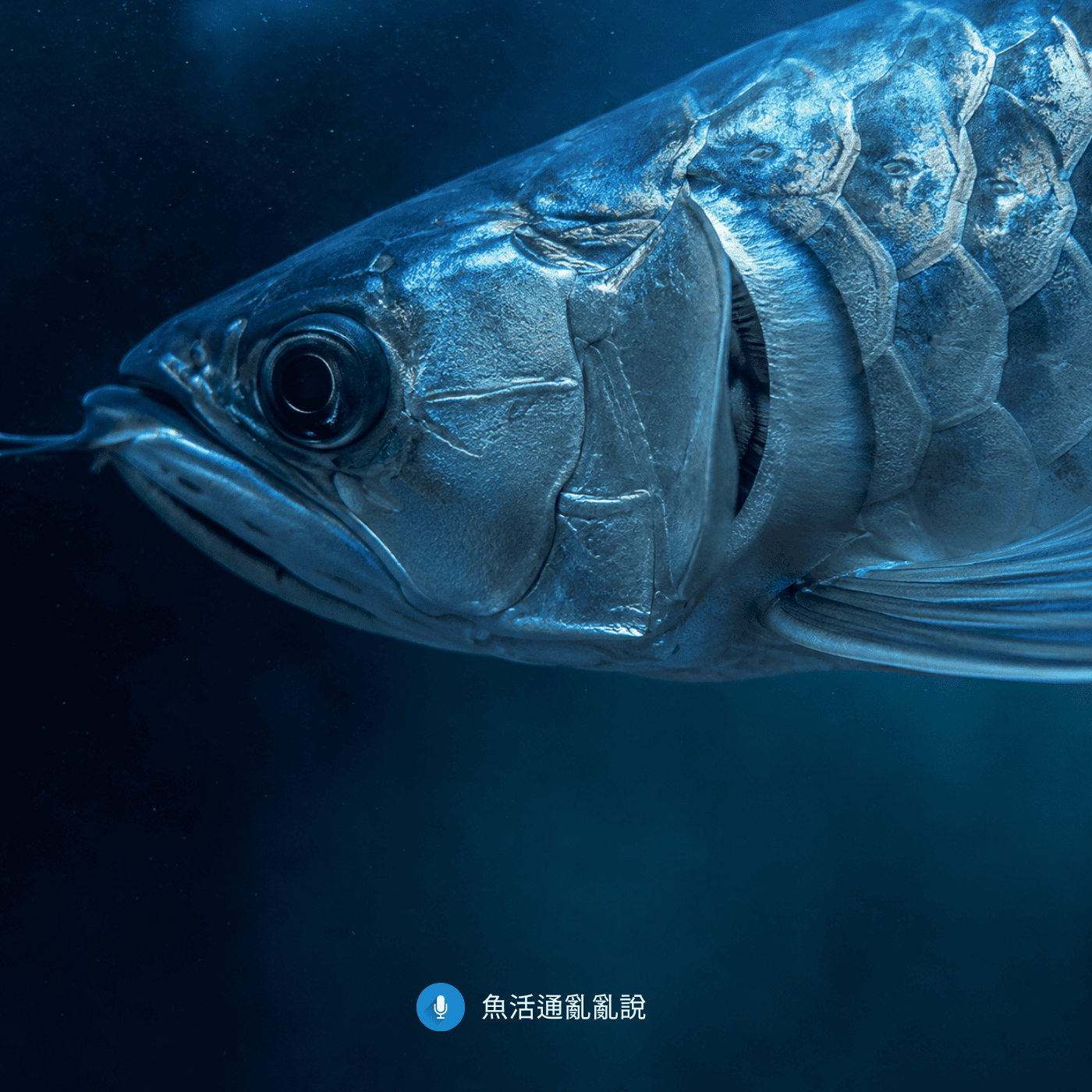 魚翻鰓是天生還是環境造成？4個後天成因與飼育改善方法完整解析