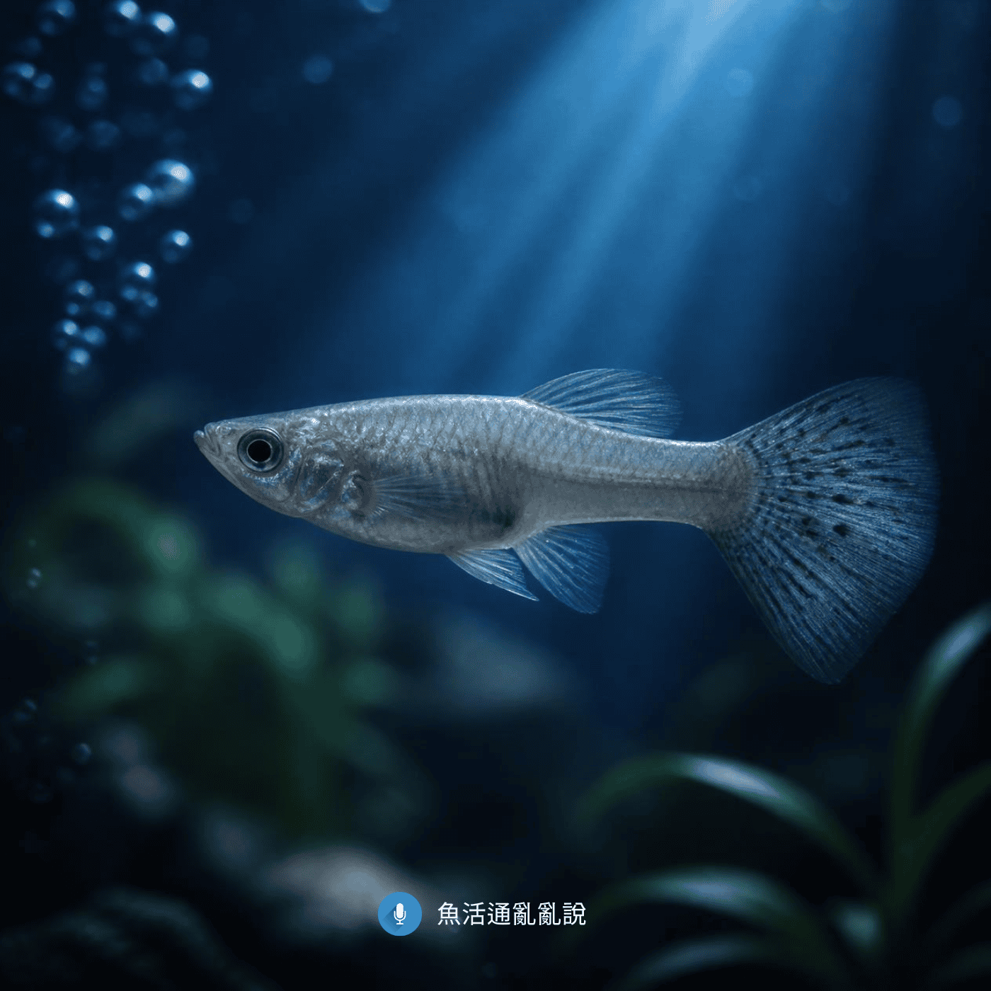 孔雀魚一隻隻瘦下去卻找不到白點?非特異性徵兆背後的有機質真相 孔雀魚一隻隻瘦下去卻找不到白點?非特異性徵兆背後的有機質真相