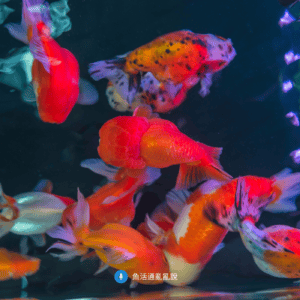 金魚飼養完全攻略(一):環境設置和日常照顧篇 金魚飼養完全攻略(一):環境設置和日常照顧篇