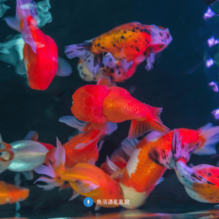 金魚飼養完全攻略(一):環境設置和日常照顧篇 金魚飼養完全攻略(一):環境設置和日常照顧篇