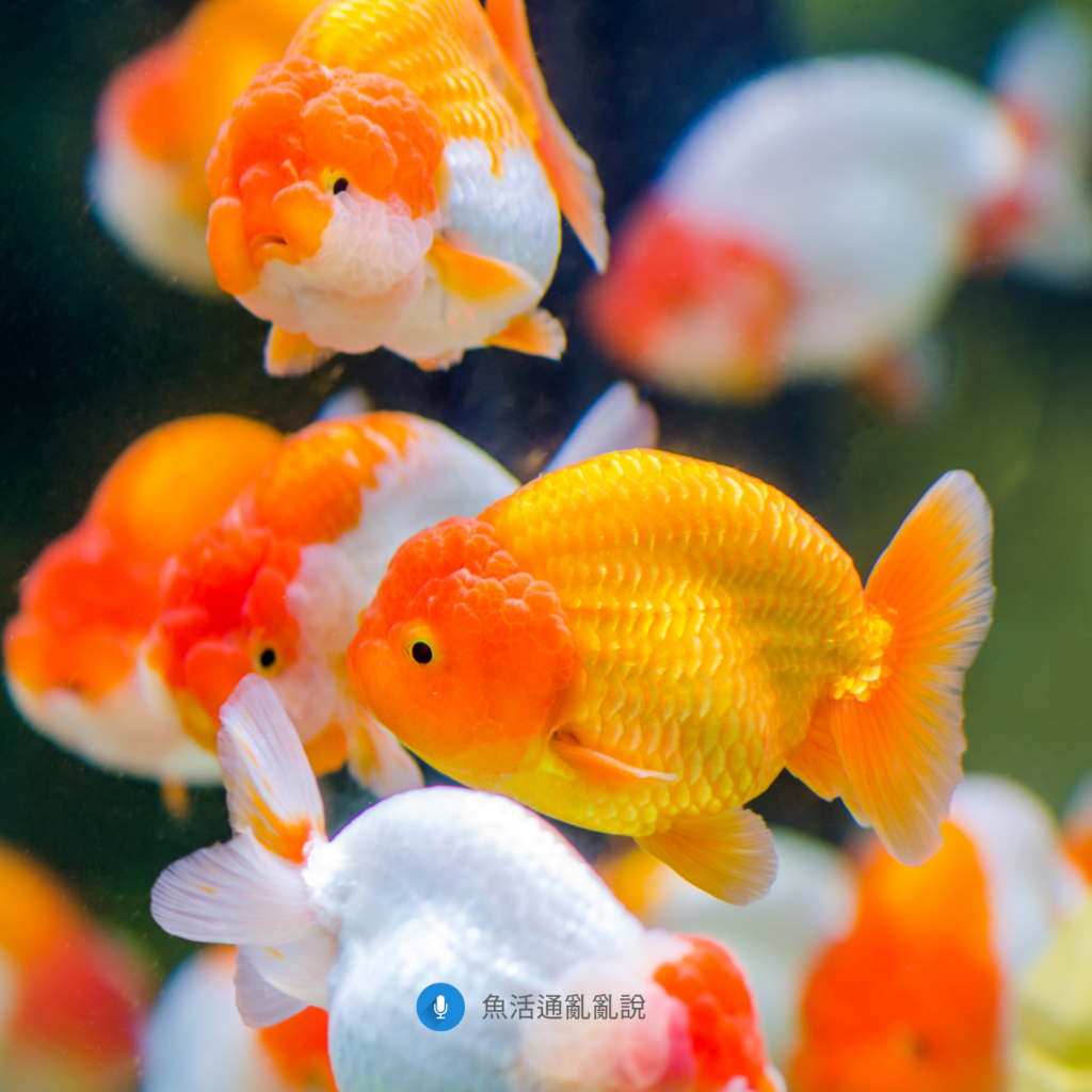 金魚飼養完全攻略（二）-疑難雜症篇