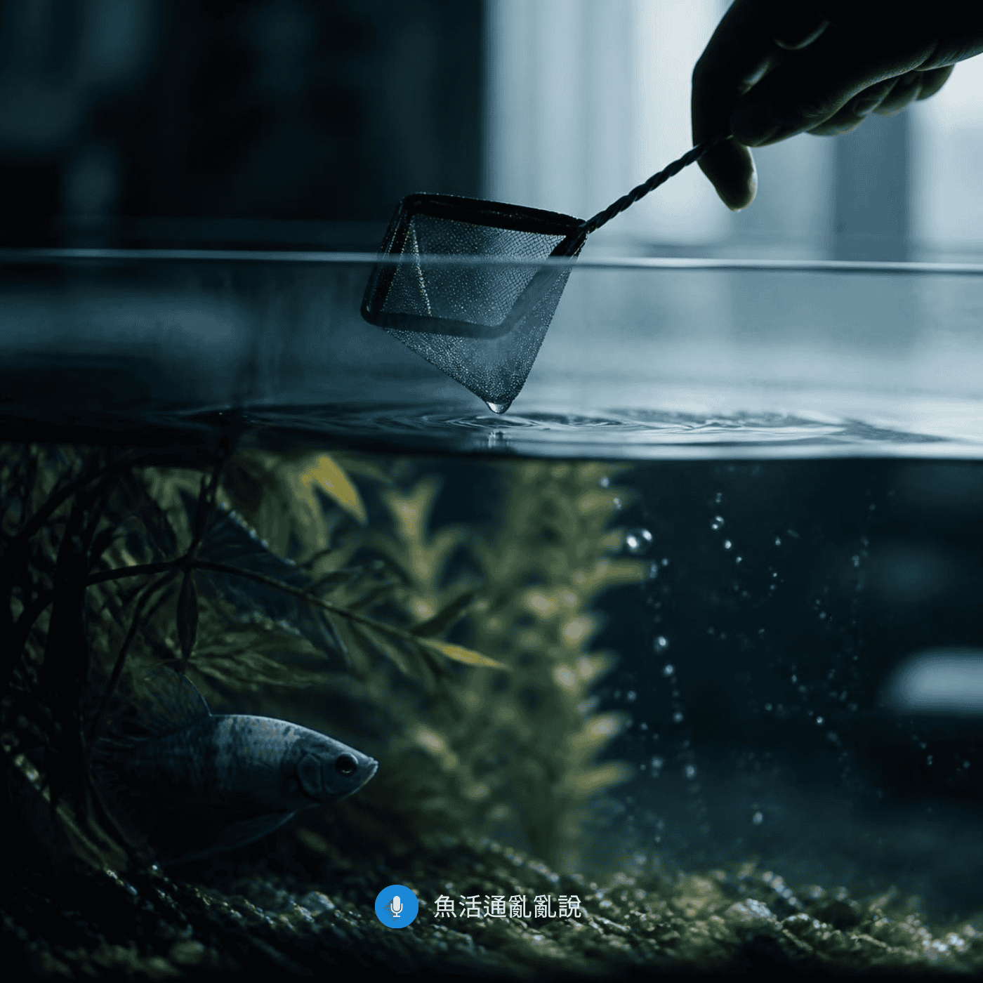 魚不對勁怎麼辦?當魚趴在角落不動、呼吸急促時,第一個動作決定了結局?缸外觀察三步驟讓你避免反而傷魚 魚不對勁怎麼辦?當魚趴在角落不動、呼吸急促時,第一個動作決定了結局?缸外觀察三步驟讓你避免反而傷魚