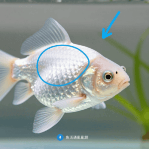 查 AI 養魚為什麼老是踩雷?先分辨你的缸型,別照單全收 查 AI 養魚為什麼老是踩雷?先分辨你的缸型,別照單全收