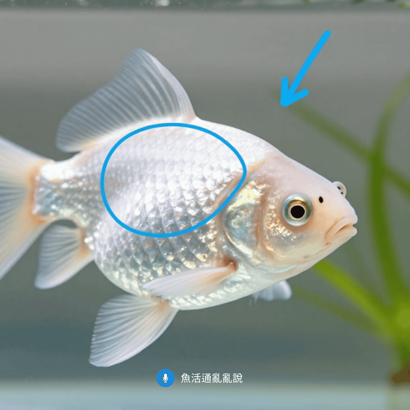 查 AI 養魚為什麼老是踩雷？先分辨你的缸型，別照單全收