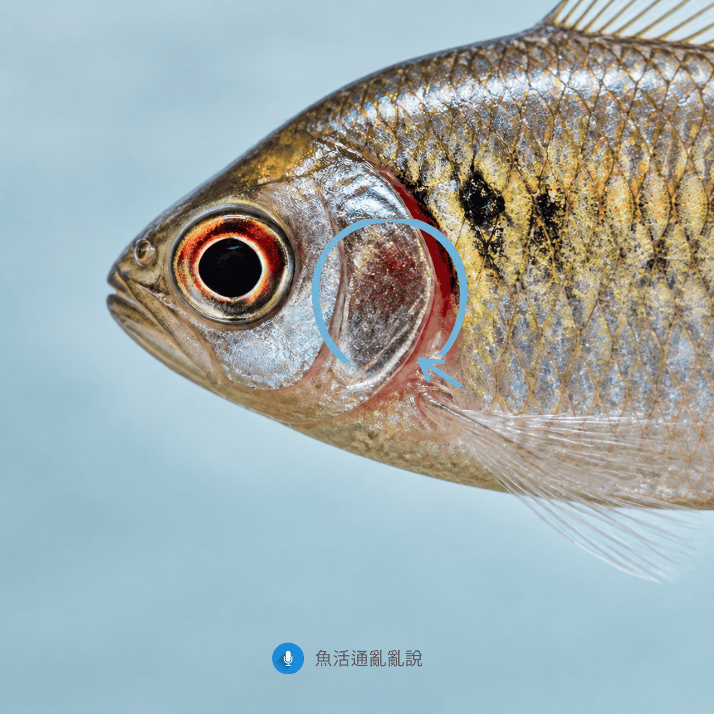 魚病注意報-53- 換季天氣不穩定怎麼養魚？先穩定操作別大整理，濾材清洗最容易踩雷