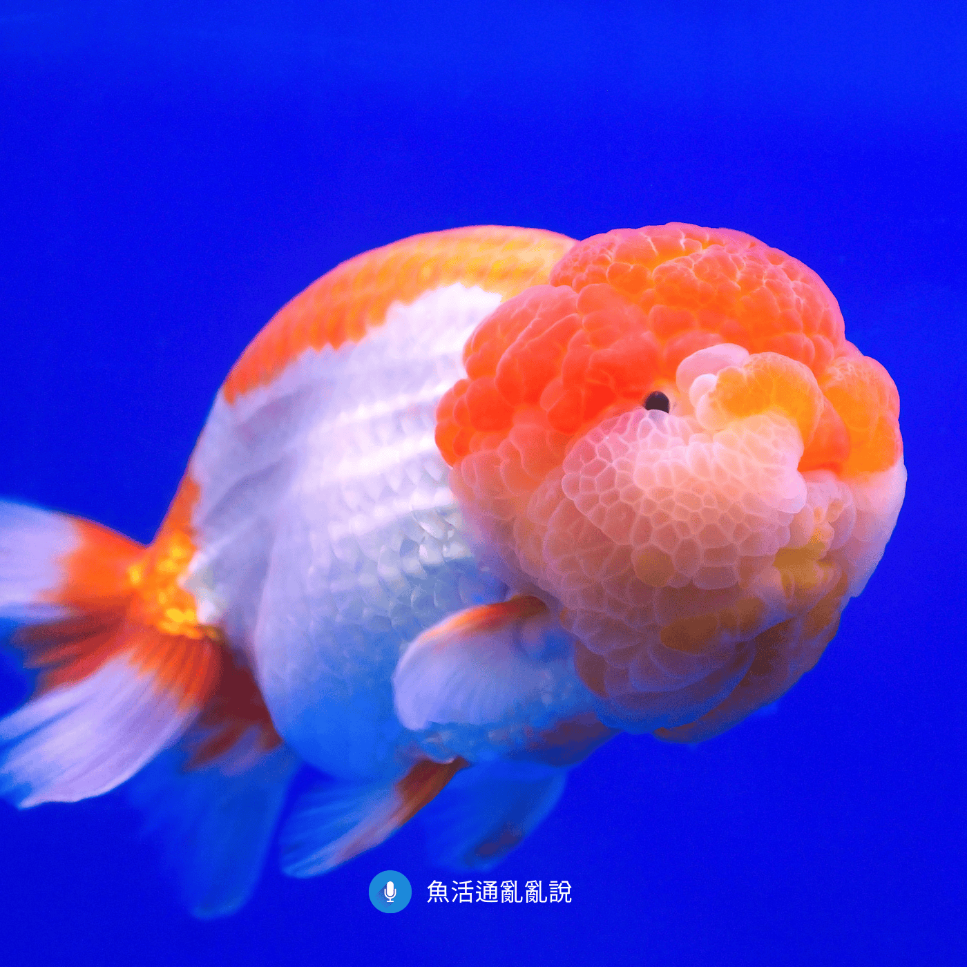 金魚飼養完全攻略（三）：好發腹水、立鱗的真正成因：腸道保健才是關鍵